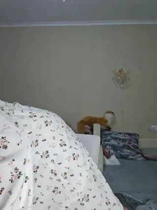 Stella888 - bongacams