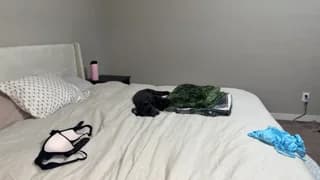 bellaxxboo - chaturbate