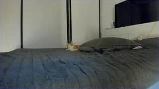 kokyokka_v - stripchat