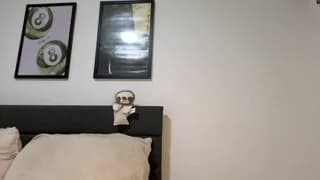 scarletterose_504259 - chaturbate